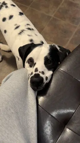 squealing because mommy was taking foreverrrr ironing on the patch for my sweater. #dalmatian #fdny #puppy #firstresponders 