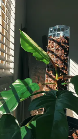 happy monday ❤️🥹 #houseplants #begoniarex #monsteraadansonii #begoniablackmagic #mosspole 