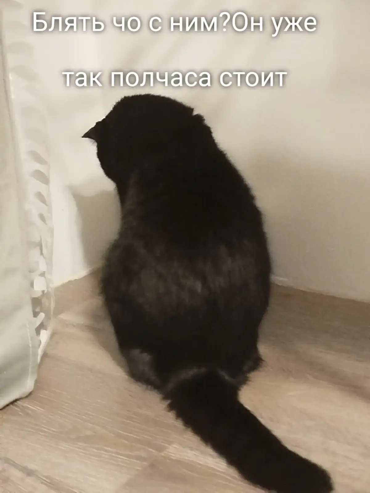 #рекомендации#кот помогите мне страшно😭😭😭 он меня щас сажирет😨😨😨