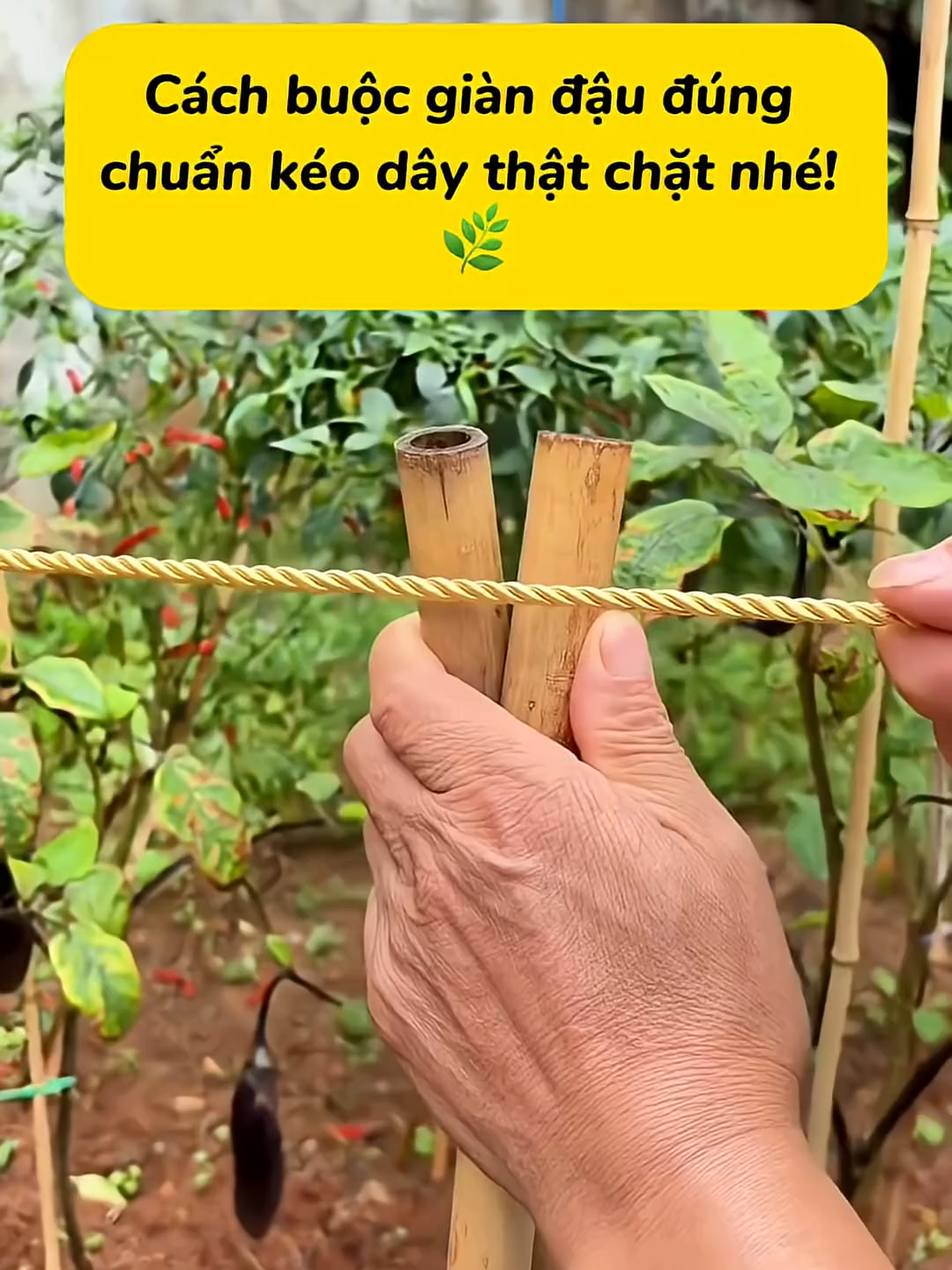 Cách buộc giàn đậu chắc như thợ chuyên nghiệp 🌱#meovathuuich #meovatgiadinh