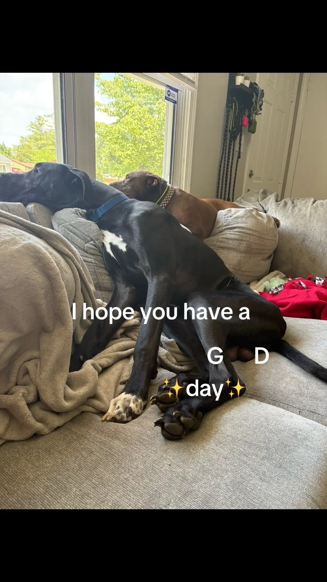 #greatdane #greatdanesoftiktok #dune