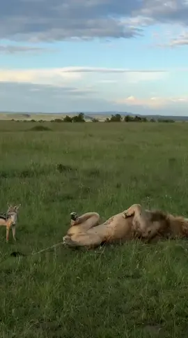 🦁 قصة الأسد والثعلب المكار كان يا ما كان في غابةٍ بعيدةٍ يعيش أسدٌ قويّ يُلقّب بـ ملك الغابة، وكانت جميع الحيوانات تخافه وتطيعه. وذات يومٍ مرض الأسد مرضًا شديدًا، فلم يعد يستطيع الصيد، فأرسل يطلب من الحيوانات أن تزوره وتطمئنّ عليه. لكن كلّ من دخل عرينه لم يخرج أبدًا، فقد كان الأسد الجائع يفترس زوّاره واحدًا تلو الآخر. ومع مرور الأيام، لاحظت الحيوانات اختفاء أصدقائها وخافت الاقتراب منه. 🦊 ذكاء الثعلب قرر ثعلبٌ ذكيّ أن يكتشف الحقيقة، فاقترب من عرين الأسد، لكنه لم يدخل. وقف عند الباب ونادى: “السلام عليك يا ملك الغابة! سمعت أنك مريض فجئت أزورك.” فقال الأسد بصوتٍ ضعيفٍ: “تعال يا ثعلب، اقترب ولا تخف.” لكن الثعلب نظر إلى الأرض وقال بدهاء: “عذرًا أيها الملك، أرى آثار أقدام كثيرة تدخل عرينك، ولا أرى أي أثرٍ للخروج! لذلك سأبقى هنا وأسأل عنك من بعيد.” فأدرك الأسد أنه انكشف، ونجا الثعلب بذكائه. العِبرة: 👑 العاقل من يتعلم من مصير غيره، ولا يندفع دون تفكير. J.S.B