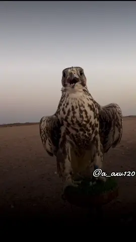 #أكسبلور_شعر_حكم_خواطر 