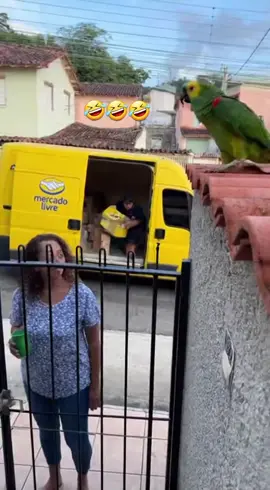 preciso urgentemente desse papagaio na minha rua 🤣🤣🤣🤣 #fofoca  #papagaio  #fofoqueira  #papagaiofalante 