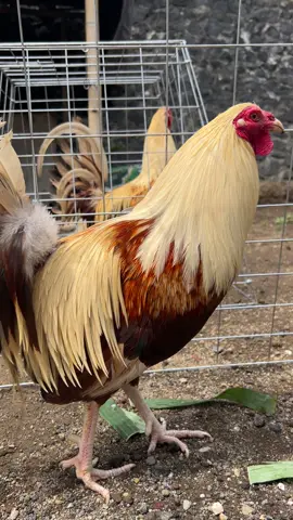 #ayamfilipin🇵🇭 #fyp 