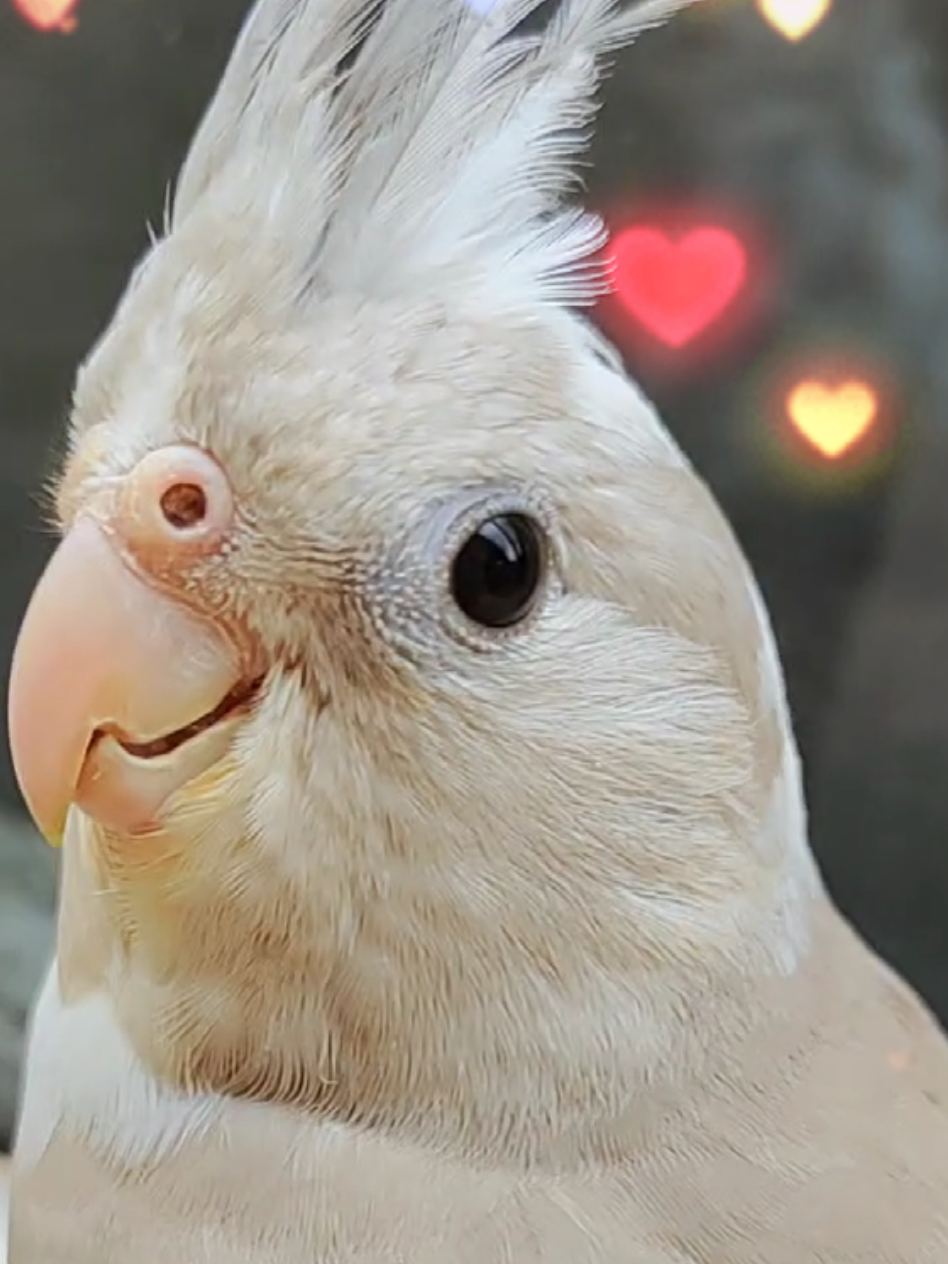 Trem lindo. #romântica #calopsita 