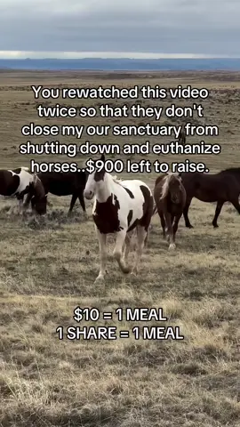 Your a kind soul that stayed and pressed all the buttons to save our sanctuary from shutting down..$900 left to raise within this week.#horselovers #donate #horserescue #fyp #viral 