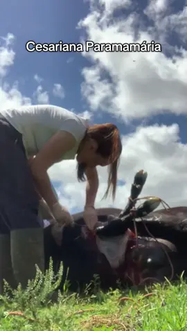 Cesariana Paramamaria na parceria dos amigos @Getúlio Nunes Machado @mirellamachado 