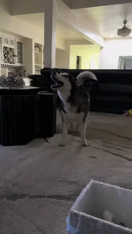 Do your huskies do this after midnight or just mine 🤔#fyp #fypシ゚viral #huskymom #viralvideo #huskysoftiktok❤️ 
