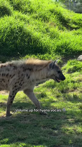 Hyena vocals 🎶 #hyena #cute #fyp #asmr 