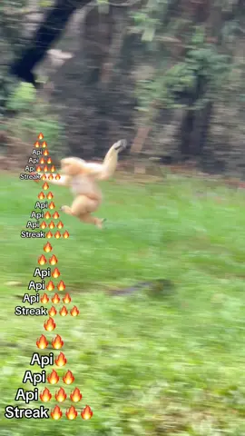 🔥🔥🔥🔥Api-Api🔥🔥🔥🔥#VinWonders #GreenCreator #dulich #vinpearlsafariphuquoc #chuoi 