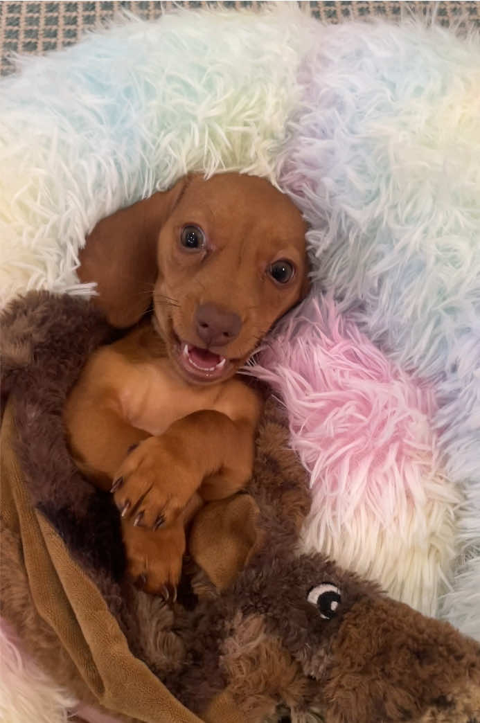 Precious little Poppy girl 💕 puppy love is a real thing!!! #dachshund #minidachshund #dachshundpuppy #puppytiktok #minidachshundpuppy 