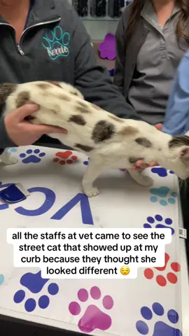 ✨3rd day since a street cat showed up at my curb✨ Today we took Milky to vet and scanned if she was owned, but answer is NO. (turns out she’s a girl 😅)  She doesn’t have chips on her, she might be abandoned. We seriously want to adopt her but we need to run the blood tests and see if she is pregnant. She is the sweetest street cat I have ever seen, very attached to us and slept like that’s her room after we brought her in.  #Milky #straycat 