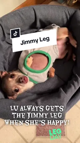 #dog #chihuahua #dogsoftiktok #Love #fyp 