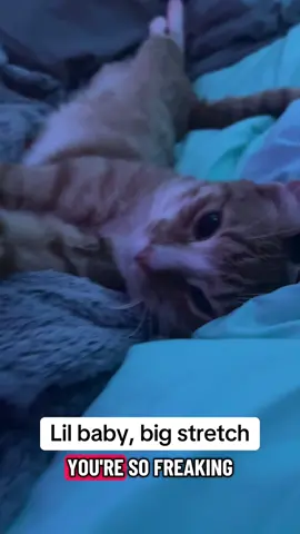 I apologize to everyone for my crime of not saying “big stretch” #cats #catsoftiktok #orangecat #catvideos #cuteanimals 