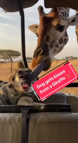 Poor KANE got caught by surprise…. The Giraffe just wanted some kisses, maybe KANES gotta new girlfriend 😅 #dog #safari #giraffe #dogs #funnyvideos 