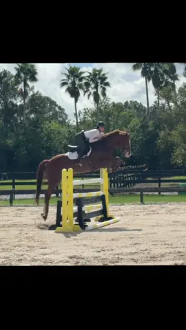 superstar loading 💫 #horses #showjumping #showjumpers #babyhorse #equestrian 