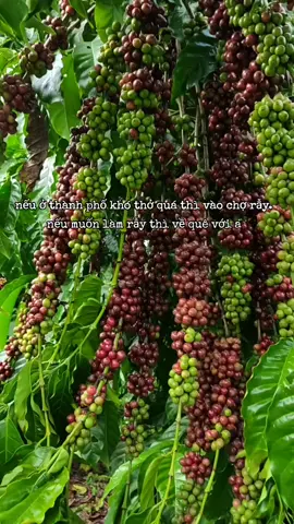 ở thành phố khó thở quá thì vào chợ rẫy.muốn làm rẫy thì về với a#xuhuong #trending #coffee #nông dân hái cà phê#cà phê đa thân thả ngọn 