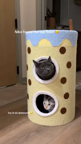 @TJ Maxx cat finds 💓 this cat bed is so cuteee 🥺🧋run dont walk!! . . . . #tjmaxx #catfurniture #fyp #tjmaxxfinds #catbed 