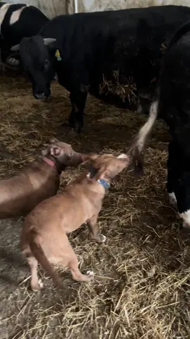 #fyp #المغرب🇲🇦 #دكالة_بلاد_الخيرات❤️ #المزرعة #الكساب #دكالة #الجديدة #الفلاح #الفيرمة #العروبية #البادية #البهايم #الفصة #الدجاج #الكلاب 