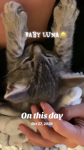 #onthisday #kitten #cat #animals 