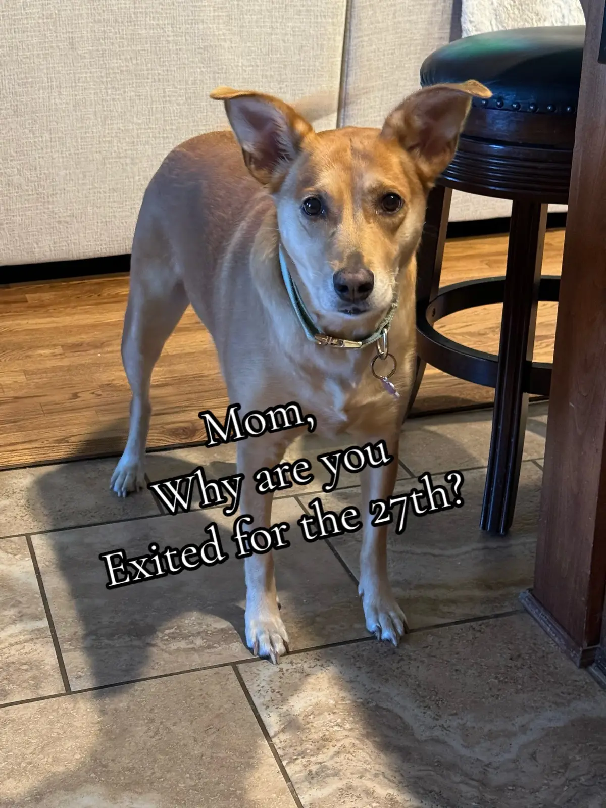 I truly believe that when you lose your pet that you cherish the most, they send you someone just like them to help you grieve. I miss our little Brady everyday and wish my daughter could have met him. I wish I could have one more day for him to chase his volleyball and attack bubbles. #brady #dogsoftiktok #diademuertos #petrememberance 