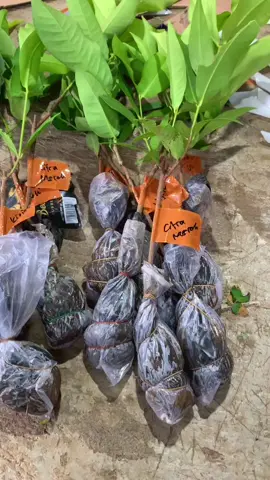 1 paket sudah dapat 3 bibit Jambu air!!!! #fyp #jambuair #jambucitra #jambumadudeli #jambumadu #citra #kiojok #jambukiojok 