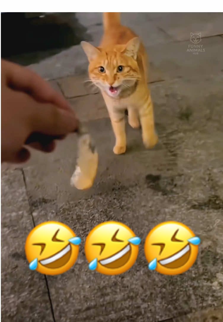 Cats Eating Like It’s Their Last Meal Ever 😹 | Part 90 #cat #catsoftiktok #pets #funnyvideo #fyp  