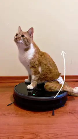 Ustedes que dicen, ¿un éxito esta nueva mejor amiga michi bot?  Con mi cupón “quierogadnic” tienen 5% de descuento en todos los productos de la tienda. (Link en mi perfil) @Gadnic.arg  Aprovechenlo ✨ #aspiradorarobot #gadnic #PetLovers #influencerfelina #gatitos 