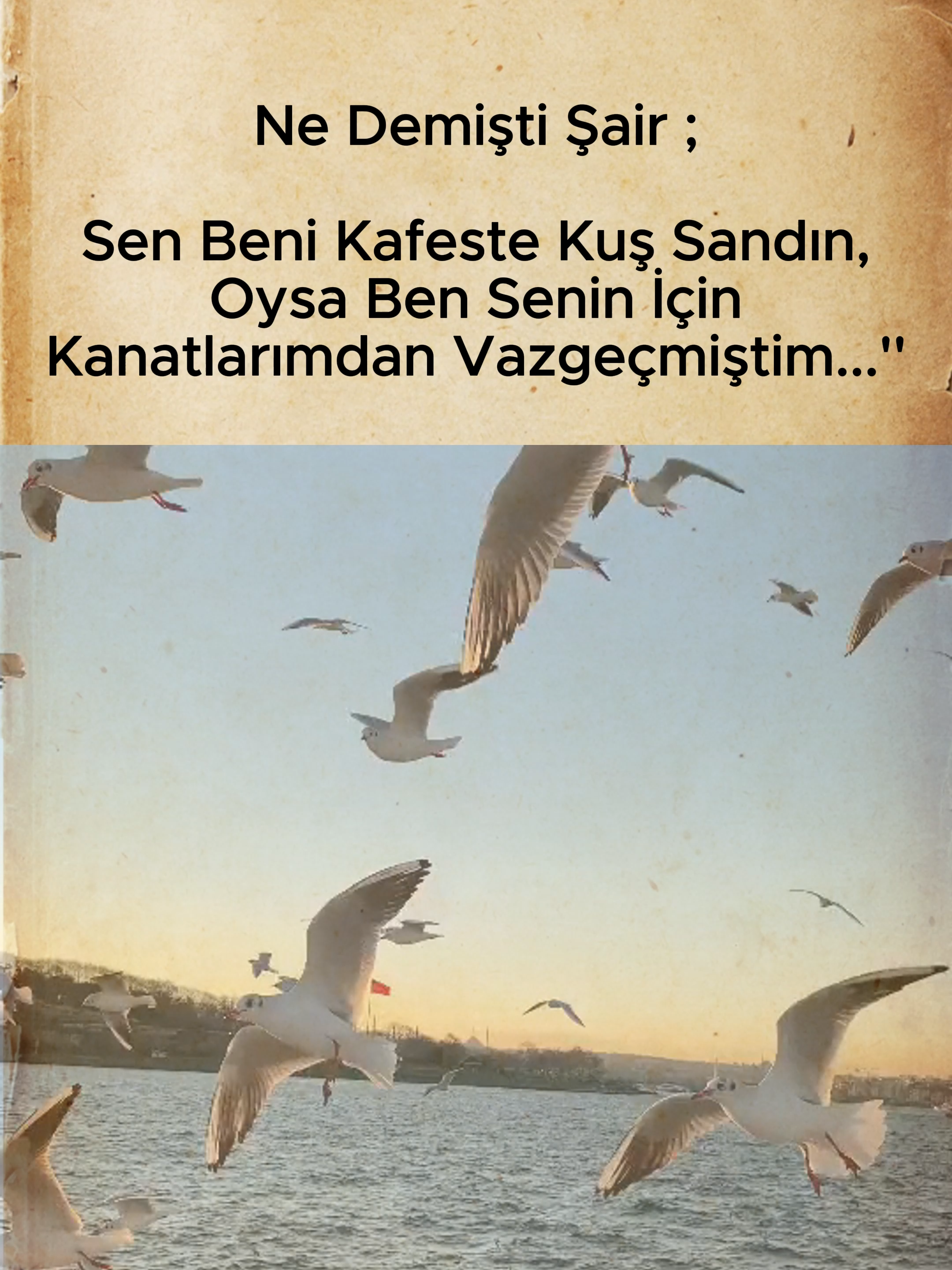 Ne Demişti Şair ; Sen Beni Kafeste Kuş Sandın, Oysa Ben Senin İçin Kanatlarımdan Vazgeçmiştim...'' #met #söz #şiirsokakta #damarsözler #geceyebirsözbırak