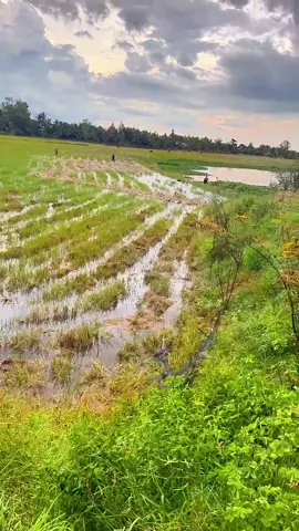 Không còn con sông nước dâng tràn lên bãi bờ##xuhuong##mientay##canhdepchill##viral