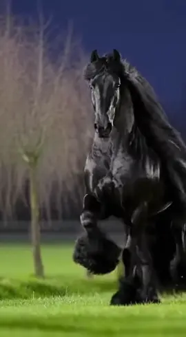 #PaidPartnership #KeepItRealKeepItLIVE #LIVEIncentiveProgram #خيل_وخياله🐎 #حصان 