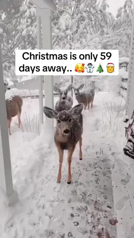 It’s never too early to get into the Christmas spirit! 🎄🎁 #christmas #christmasgiftideas #relationships #winterishere #xmascountdown 