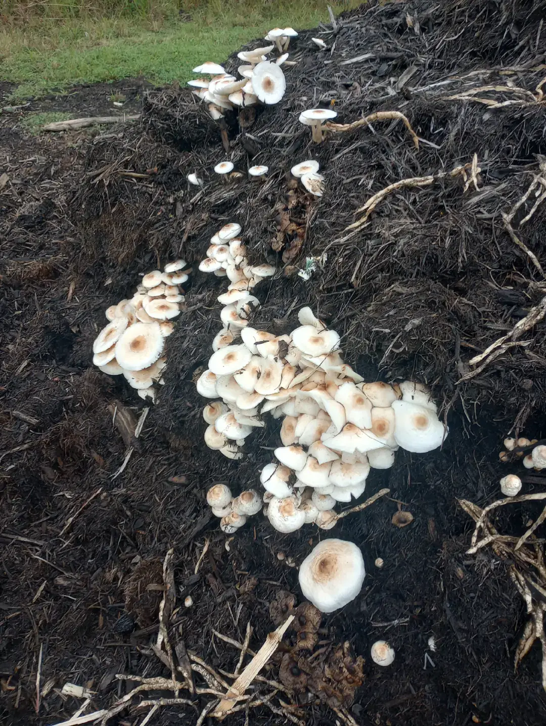 Mulch mushrooms.  Any one know what kind. 