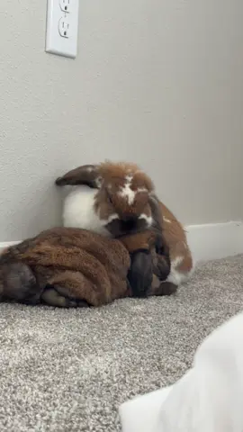 Cuties  #PetsOfTikTok #fyp #pets #trending #buns 