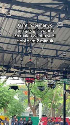 ☺️ #fyp #kicaumania #kutilang #kutilangmania 