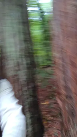 Arrest me daddy 🌲. #hikes #naturevibes #viral #fypシ 