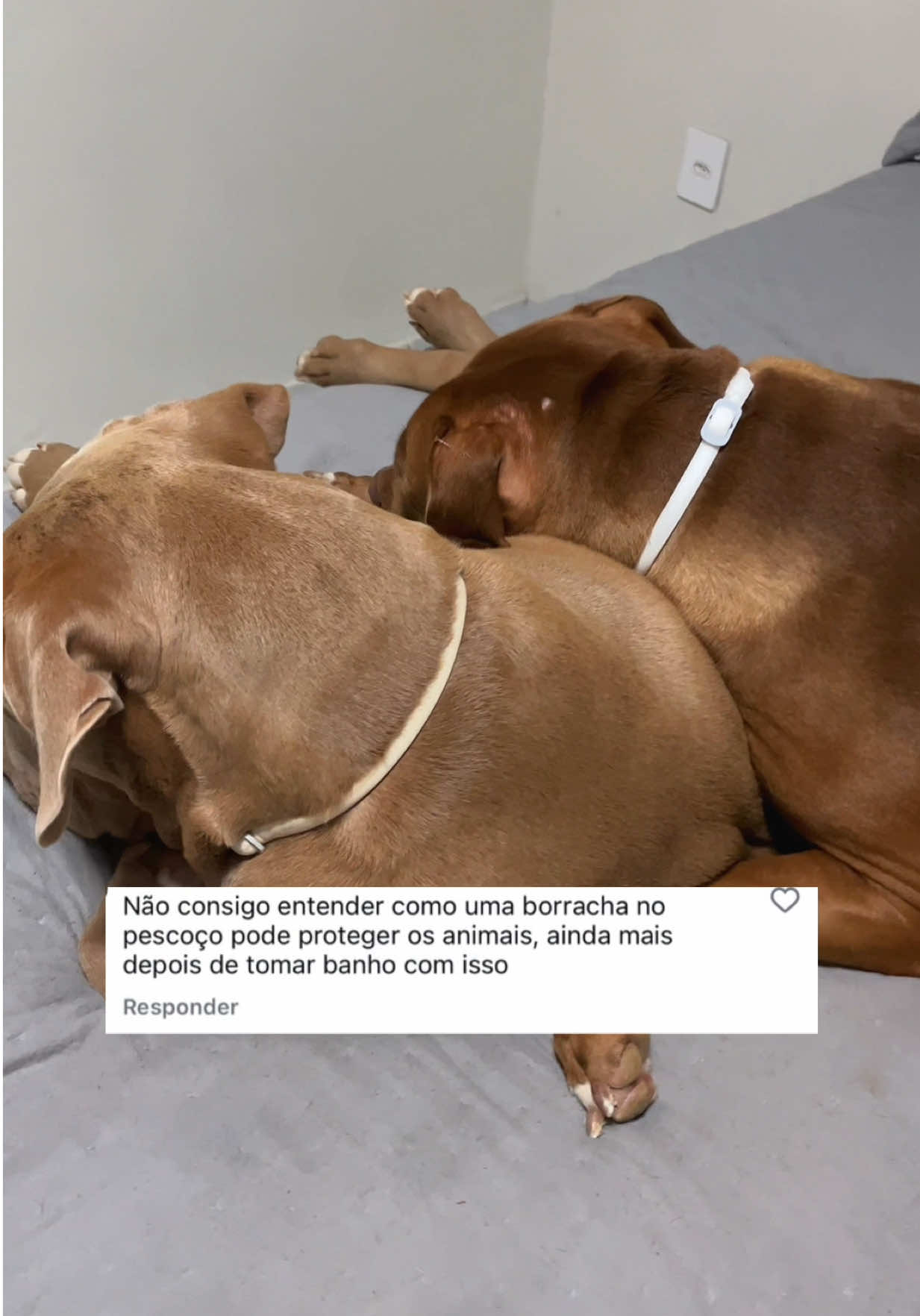 A Scalibor protege seu cachorro e sua família #creatorsearchinsight #pitbull #pitbullsoftiktok #animaisnotiktok #cachorrosdotiktok 