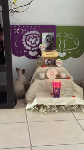 🥺🐾🪽 #altarmascotas#altar#mascotas#recuerdame 