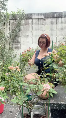 อากาศเริ่มเย็นกุหลาบเริ่มงาม #อังอังทาสกุหลาบ  💖