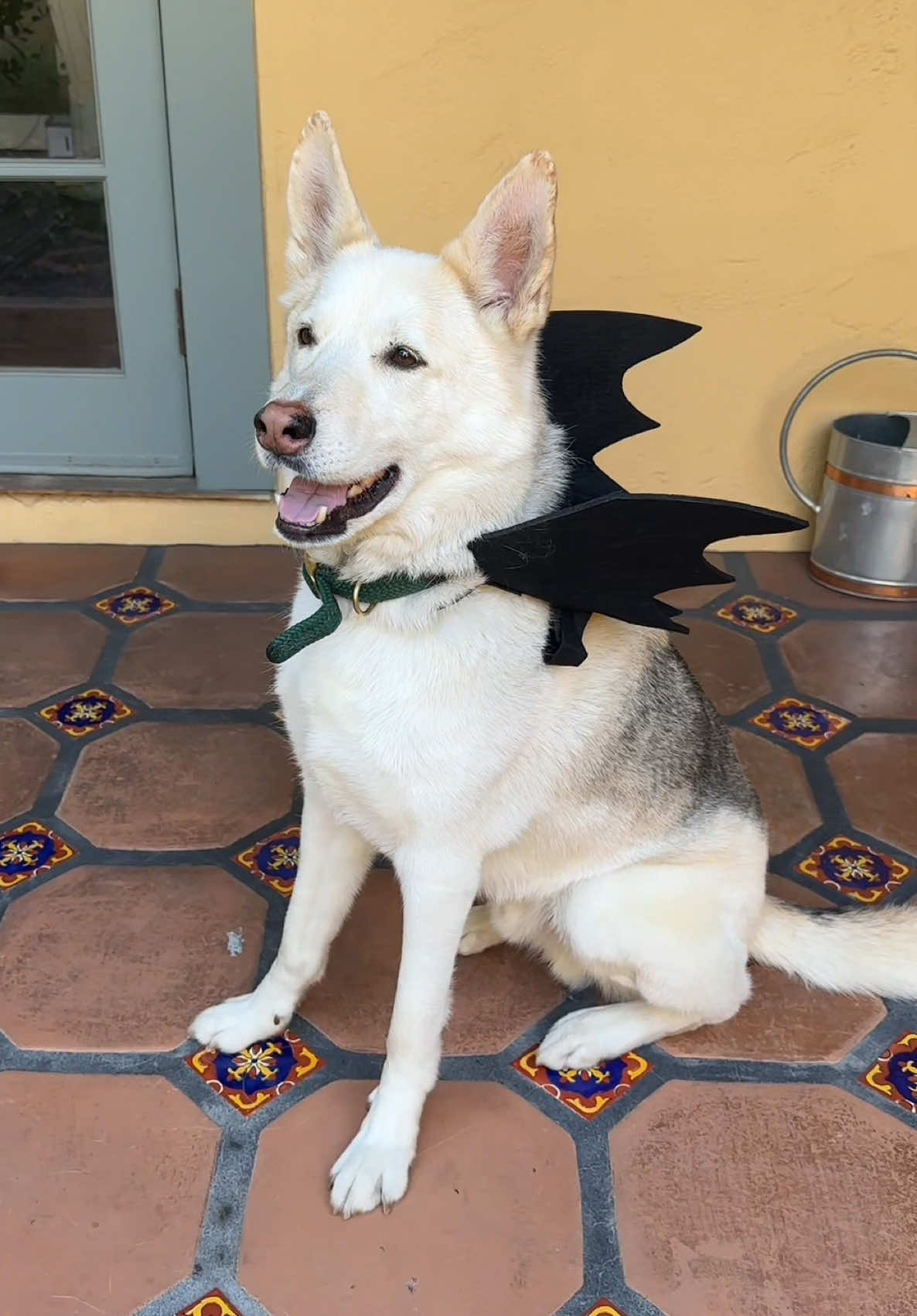 na na na na na na na na na na na na na na na na... BATDOG #dogsoftiktok #fyp #bats #halloween 