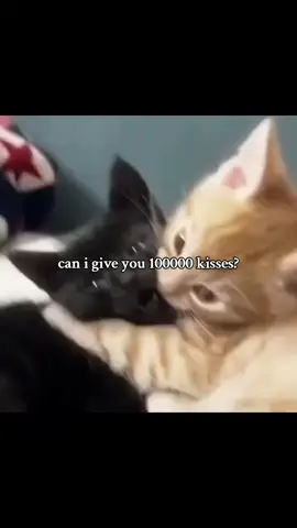 #Love #Relationship #cute #cats #viral 