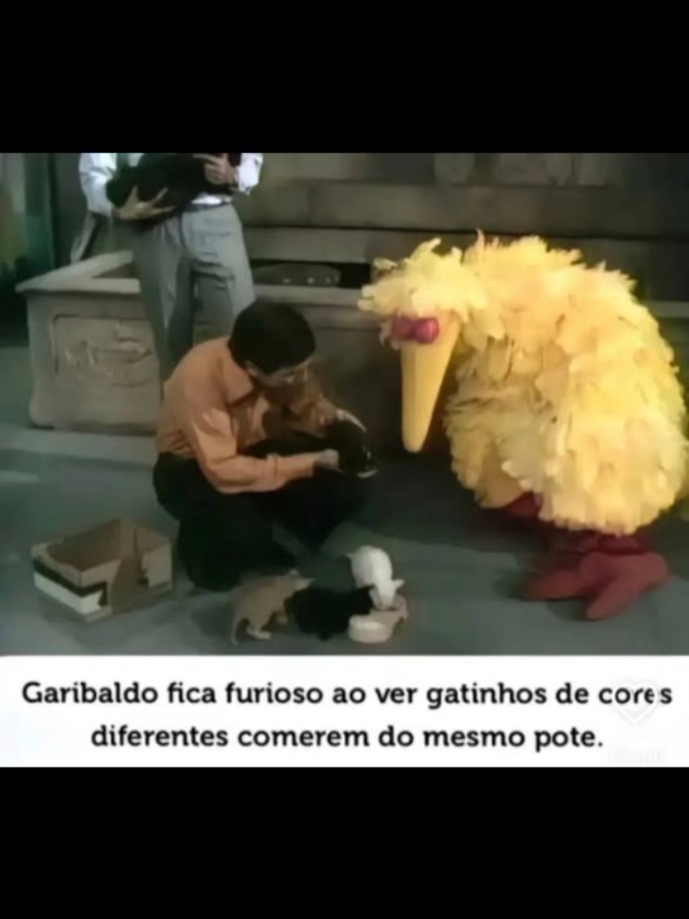 Garibaldo fica FURIOSO ao ver gatinhos de cores diferentes comerem no mesmo pote #garibaldo #memes 