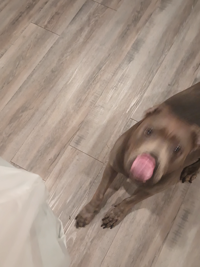 mango ✅  #pitbull #dogeating 