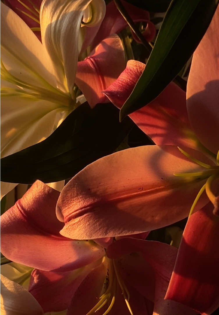 golden hour.  #lirios #lilies 