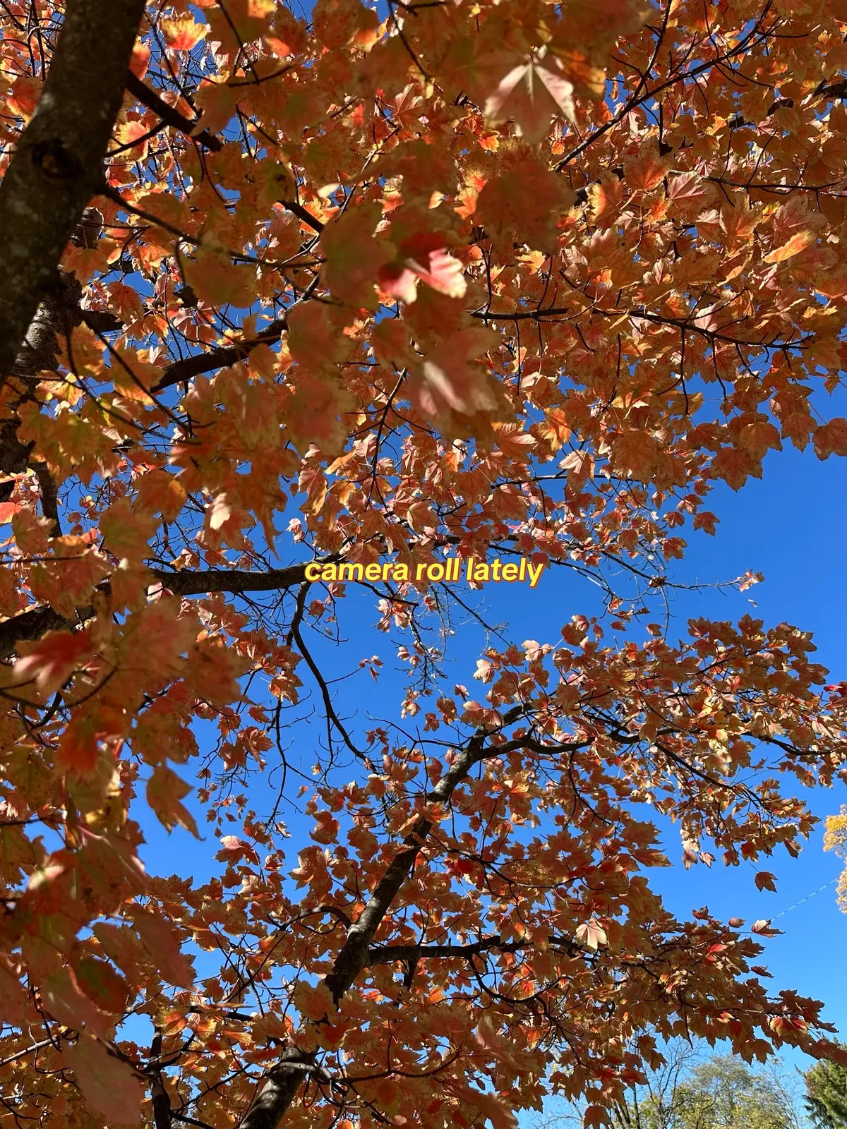 trying to slow down during this postpartum season while still enjoying the end of October with my babies 