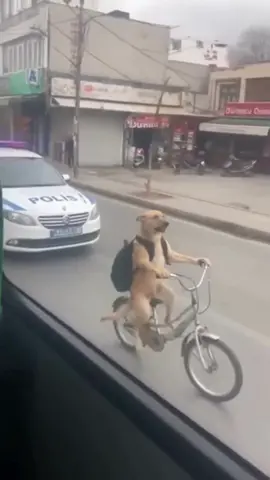 Cheio de problema na mente 🤣🤣 - - - - - #viral #meme #memes #fy #IA 