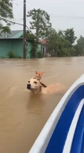 Cảm động chú cún giải cứu thành công bé mèo đáng yêu. Em xứng đáng là một anh hùng #xh #pet #xuhuong #chocung #meow 