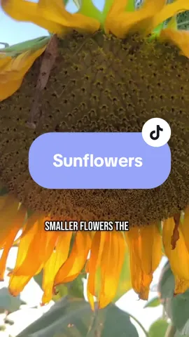 Sunflowers are so amazing 🌻😊 #sunflower #garden #gardener #sunflowers 