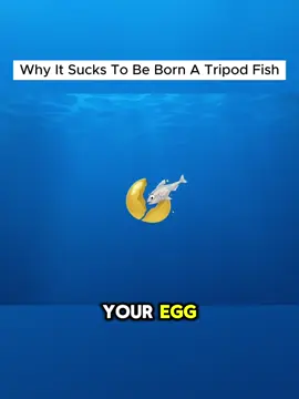 #tripodfish 